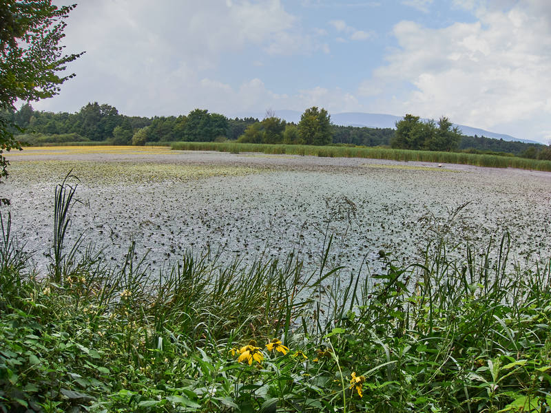 021 Dravsko polje - 16. avgust 2020 - S95 8222.jpg